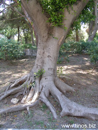 rodos 008